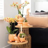 Kolibri Orchids | Oranje Phalaenopsis Orchidee - Mineral Bolzano + Rolling Peach - Potmaat Ø9Cm | Bloeiende Kamerplant - Vers Van De Kweker