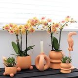 Kolibri Orchids | Oranje Phalaenopsis Orchidee - Mineral Bolzano + Rolling Peach - Potmaat Ø9Cm | Bloeiende Kamerplant - Vers Van De Kweker