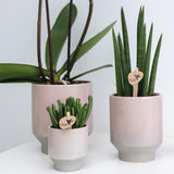 Kolibri Orchids | Geel Rode Phalaenopsis Orchidee - Spain + Harmony Sierpot Zand - Potmaat Ø9Cm - 40Cm Hoog | Bloeiende Kamerplant - Vers Van De Kweker