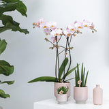 Kolibri Orchids | Geel Rode Phalaenopsis Orchidee - Spain + Harmony Sierpot Zand - Potmaat Ø9Cm - 40Cm Hoog | Bloeiende Kamerplant - Vers Van De Kweker