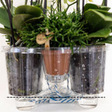 Kolibri Orchids | Complete Orchideeën Set In Reed Basket | Drie Melody Orchideeën In Rieten Schaal Incl. Watergeefsysteem - Ø30Cm