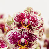 Kolibri Orchids | Geel Rode Phalaenopsis Orchidee - Spain In Retro Sierpot Terracotta - Potmaat Ø9Cm - 40Cm Hoog | Bloeiende Kamerplant - Vers Van De Kweker
