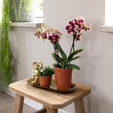 Kolibri Orchids | Geel Rode Phalaenopsis Orchidee - Spain In Retro Sierpot Terracotta - Potmaat Ø9Cm - 40Cm Hoog | Bloeiende Kamerplant - Vers Van De Kweker
