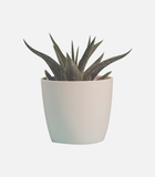 Dummy product name