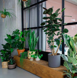 Polyscias fabian (Aralia) (M) - plantforyou.nl
