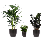 Schaduwspelers - plantforyou.nl