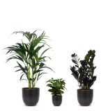 Schaduwspelers - plantforyou.nl