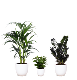 Schaduwspelers - plantforyou.nl