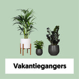 Schaduwspelers - plantforyou.nl