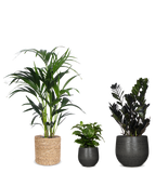 Schaduwspelers - plantforyou.nl