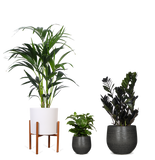 Schaduwspelers - plantforyou.nl