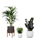 Schaduwspelers - plantforyou.nl