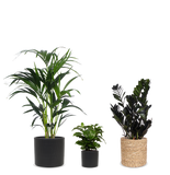 Schaduwspelers - plantforyou.nl