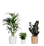 Schaduwspelers - plantforyou.nl