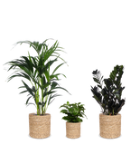 Schaduwspelers - plantforyou.nl