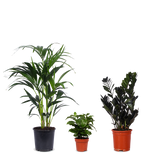 Schaduwspelers - plantforyou.nl
