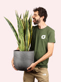 Sansevieria laurentii (Vrouwentong) (L) - plantforyou.nl