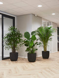 De Kantoorreuzen - plantforyou.nl