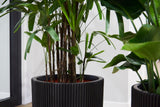 De Kantoorreuzen - plantforyou.nl