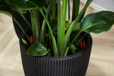 De Kantoorreuzen - plantforyou.nl