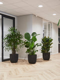De Kantoorreuzen - plantforyou.nl