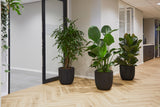 De Kantoorreuzen - plantforyou.nl