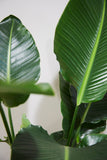 De Kantoorreuzen - plantforyou.nl