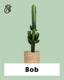 Euphorbia erytrea (Cowboycactus) (M)