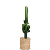 Euphorbia erytrea (Cowboycactus) (M)