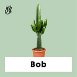 Euphorbia erytrea (Cowboycactus) (M)