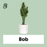 Euphorbia erytrea (Cowboycactus) (M)