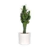 Euphorbia erytrea (Cowboycactus) (M)