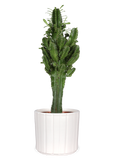 Euphorbia erytrea (Cowboycactus) (M)
