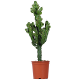 Euphorbia erytrea (Cowboycactus) (M)
