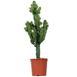 Euphorbia erytrea (Cowboycactus) (M)