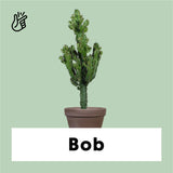 Euphorbia erytrea (Cowboycactus) (M)