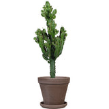 Euphorbia erytrea (Cowboycactus) (M)