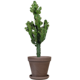Euphorbia erytrea (Cowboycactus) (M)