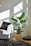 Strelitzia nicolai (Paradijsvogelplant) (L)