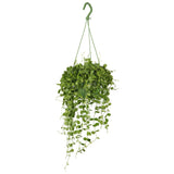 Dischidia Nummularia (Dubbeltjesplant) (S) - plantforyou.nl