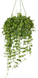 Dischidia Nummularia (Dubbeltjesplant) (S) - plantforyou.nl