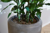 Dracaena opgemaakt in Baq pot - plantforyou.nl