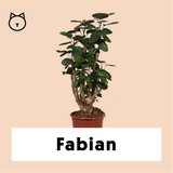 Polyscias fabian (Aralia) (M) - plantforyou.nl