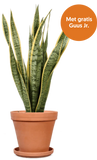 Sansevieria laurentii (Vrouwentong) (M)