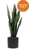 Sansevieria zeylanica (Vrouwentong) (M)