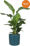 Strelitzia nicolai (Paradijsvogelplant) (L)