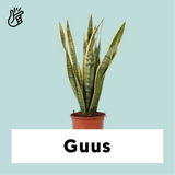 Sansevieria laurentii (Vrouwentong) (M)