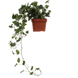 Hedera Helix Wonder (Klimop) (S) - plantforyou.nl