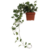 Hedera Helix Wonder (Klimop) (S) - plantforyou.nl