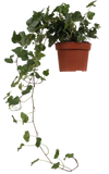 Hedera Helix Wonder (Klimop) (S) - plantforyou.nl